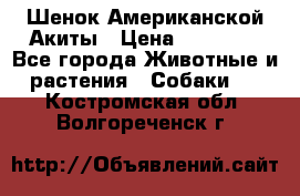 Шенок Американской Акиты › Цена ­ 35 000 - Все города Животные и растения » Собаки   . Костромская обл.,Волгореченск г.